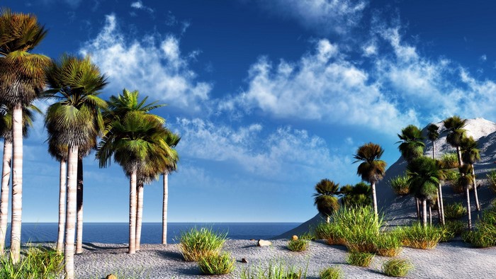 Palm trees on a tropical beach with blue sky