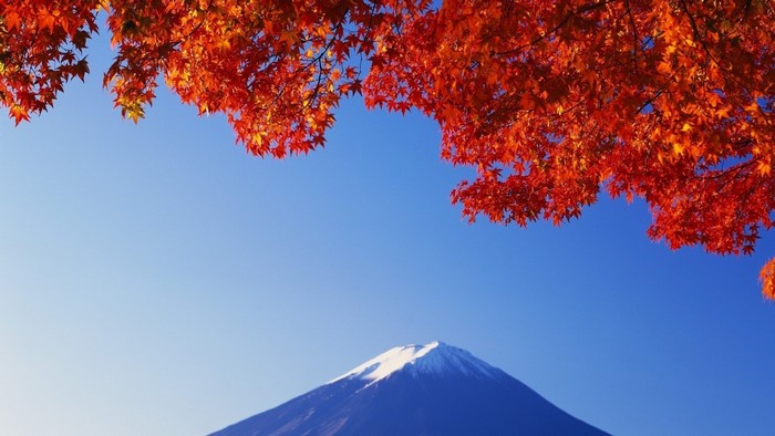 Mount Fuji with Autumn Maple Leaves