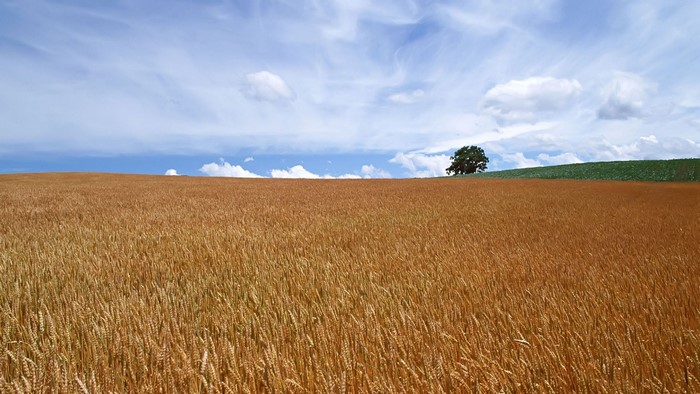 Golden Wheat Field Under a Cloudy Sky