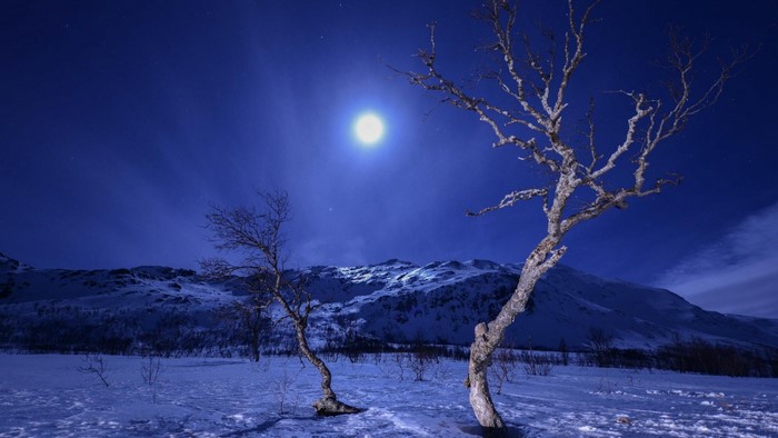 Moonlit Snowy Landscape with Trees