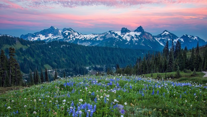 Wildflowers and Mountains at Sunset