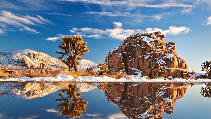 Joshua Tree National Park with Snow and Reflection