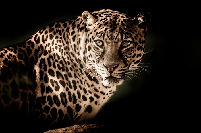 4K Leopard Portrait