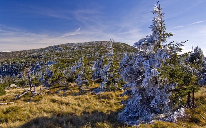 Frosted trees on a grassy mountain slope under a blue sky