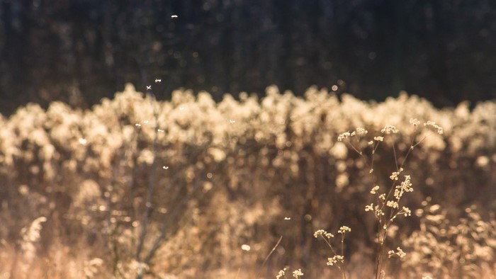 Insects flying over dry grass in sunlight
