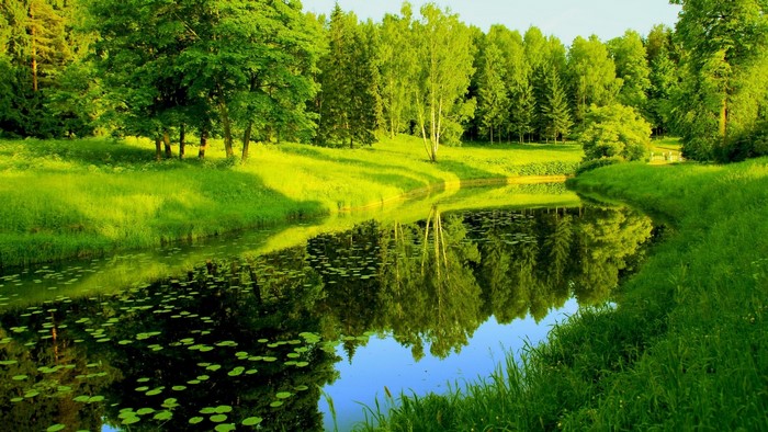 Green forest with a river and reflections