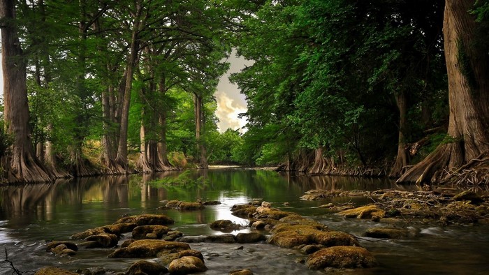 River flowing through a forest with cypress trees