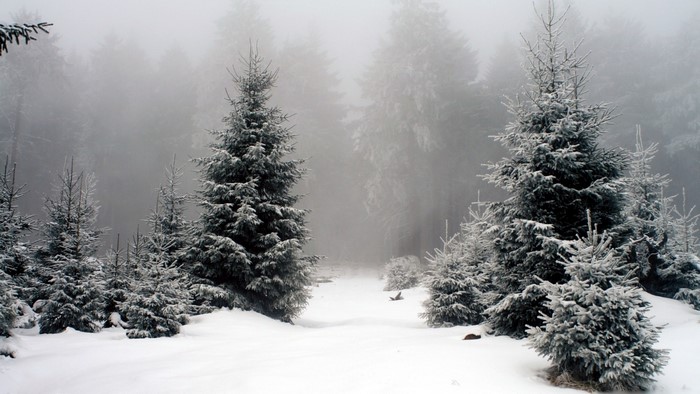 Snowy forest with fir trees in fog