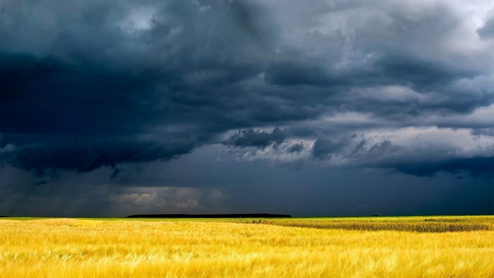 Golden field under dark storm clouds