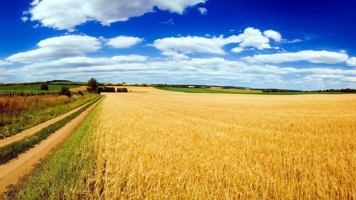 Golden wheat fields under a blue sky