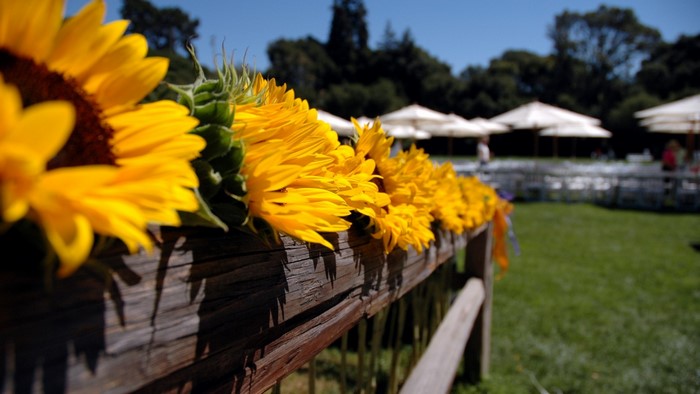Sunflowers on a wooden fence at an outdoor event