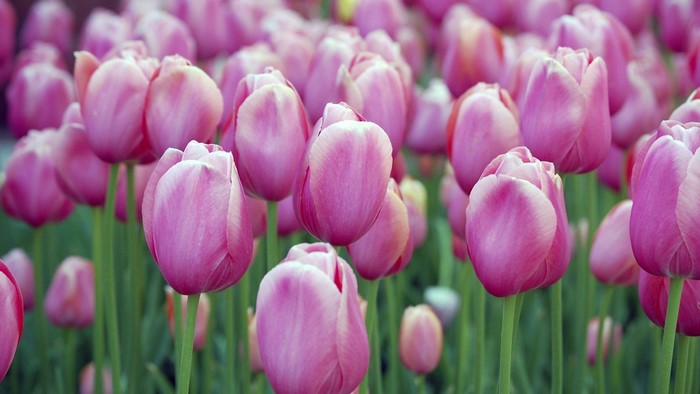 Pink Tulips Field