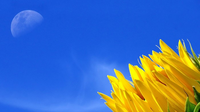 Sunflower and Moon in Blue Sky