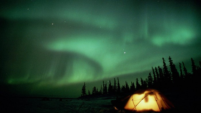Tent under Aurora Borealis with pine trees