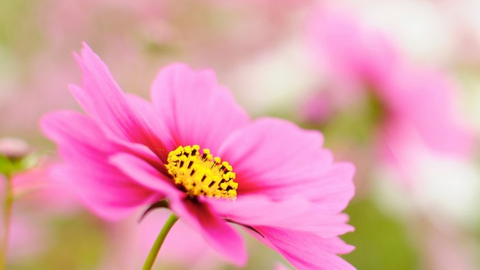 Pink Cosmos Flower with Yellow Center