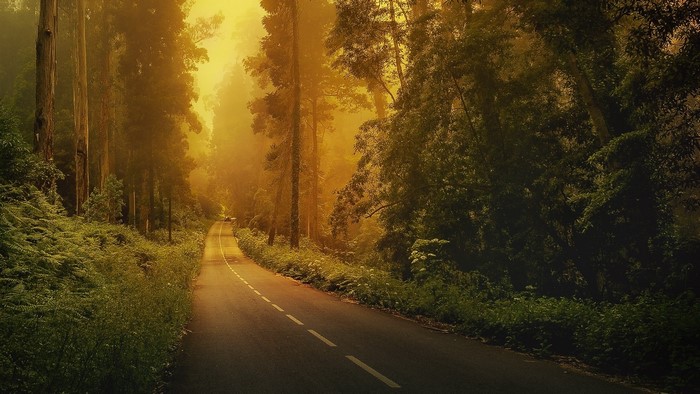 Golden Forest Road with Tall Trees