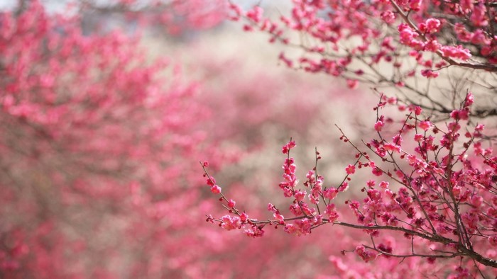 Pink Cherry Blossoms in Bloom