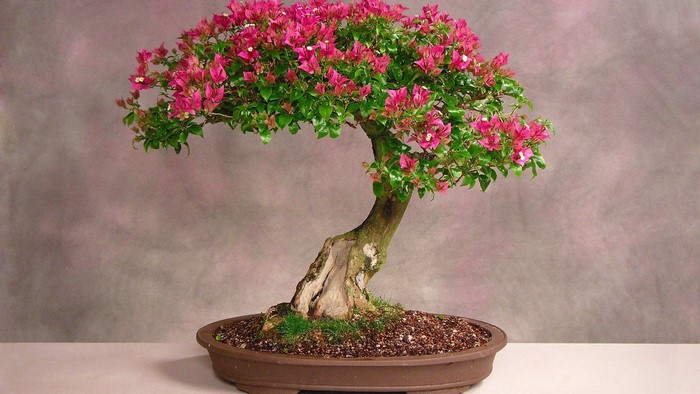 Pink Flowers Bonsai Tree