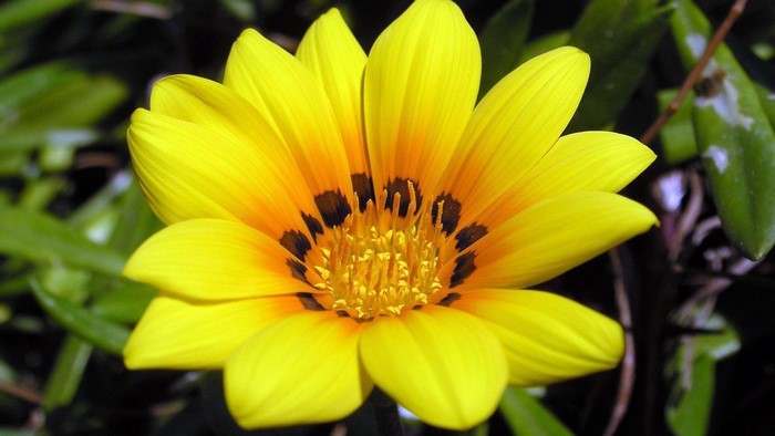 Yellow Gazania flower with dark spots