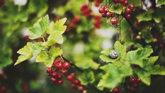 Snail on Red Currant Leaves and Fruits