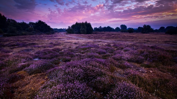 Purple heather field at sunset with trees