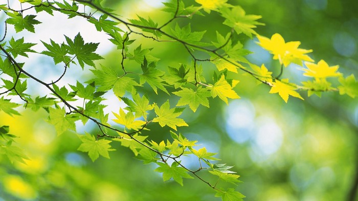 Green Japanese Maple Leaves on Branches