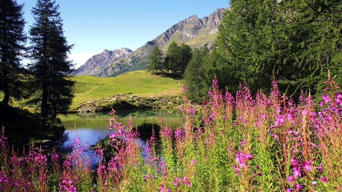 Mountain lake with wildflowers and trees