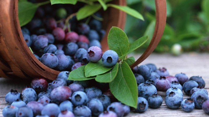 Blueberries spilling from a basket with green leaves