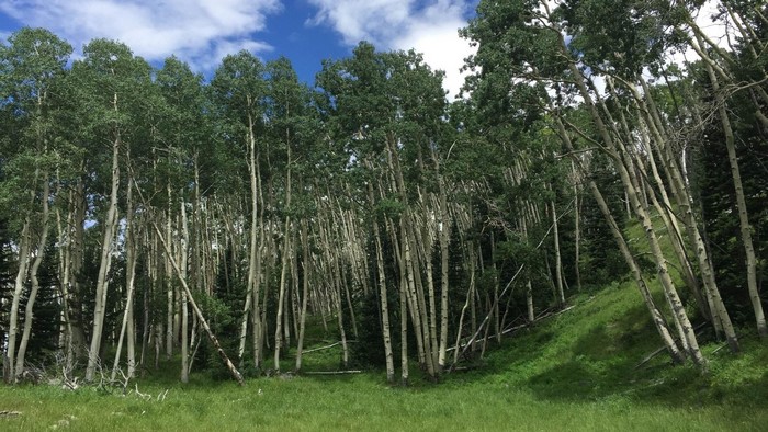 Aspen forest on a grassy slope in Southern Utah