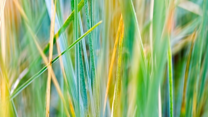 Close-up of green and yellow grass blades