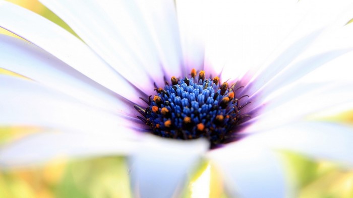 Close-up of a White Daisy Flower