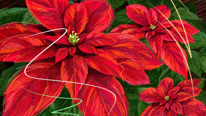 Poinsettias Art
