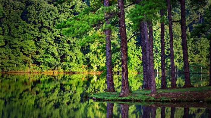 Forest lake with reflections