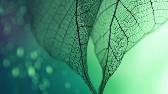 Close-up of translucent green leaves with bokeh