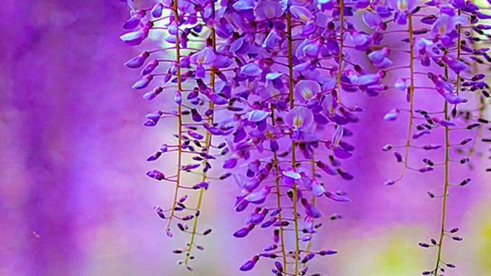 Purple Wisteria Flowers Hanging