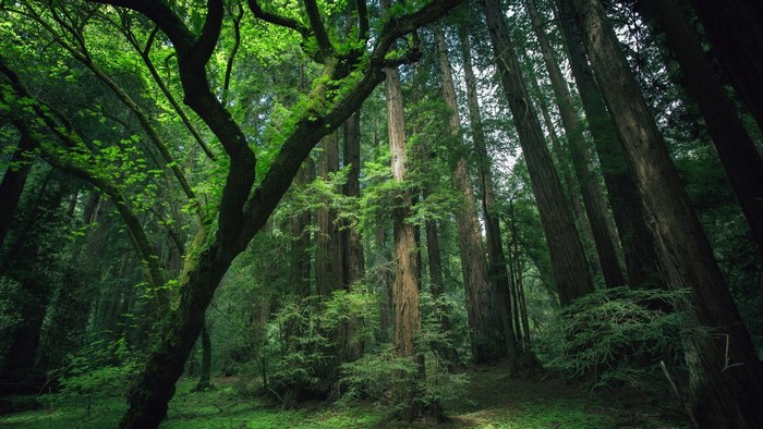 Green forest with tall trees and sunlight