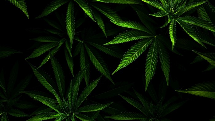Marijuana Leaves Close-up