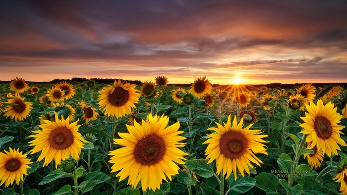 Sunflowers at Dawn