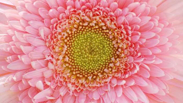 Pink Gerbera Daisy Flower Close-up