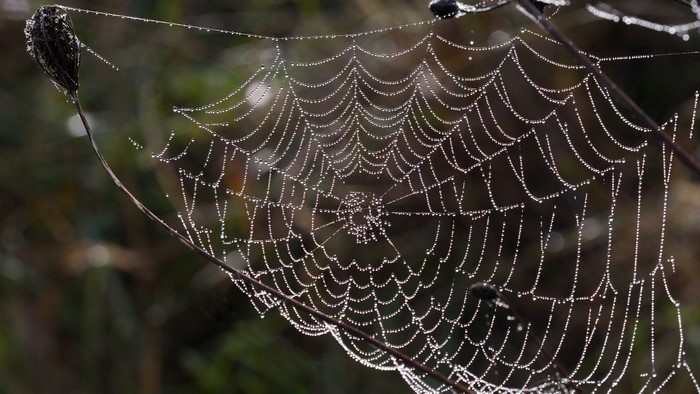 Dew covered spider web on a plant