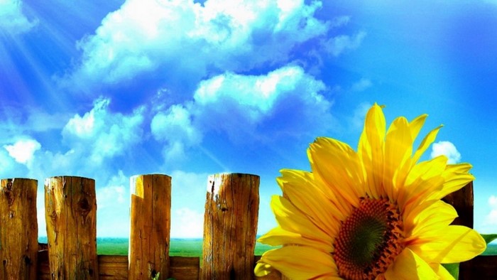 Sunflower on a Wooden Fence