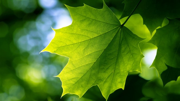 Close-up of a vibrant green maple leaf