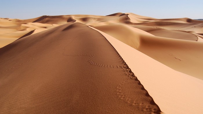 Desert sand dunes with animal tracks
