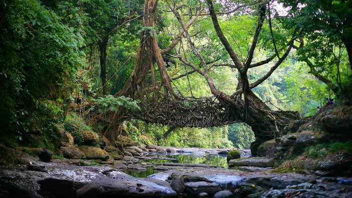 Living Root Bridge in a Forest