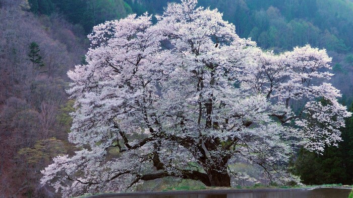 Large cherry blossom tree in bloom