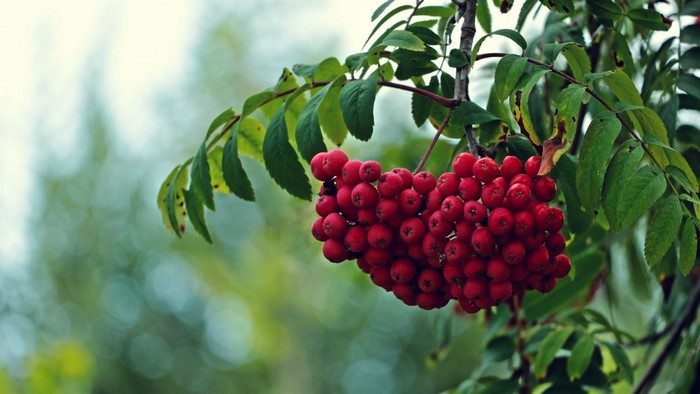 Red Rowan Fruit on a Branch