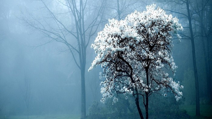 White tree in a misty forest