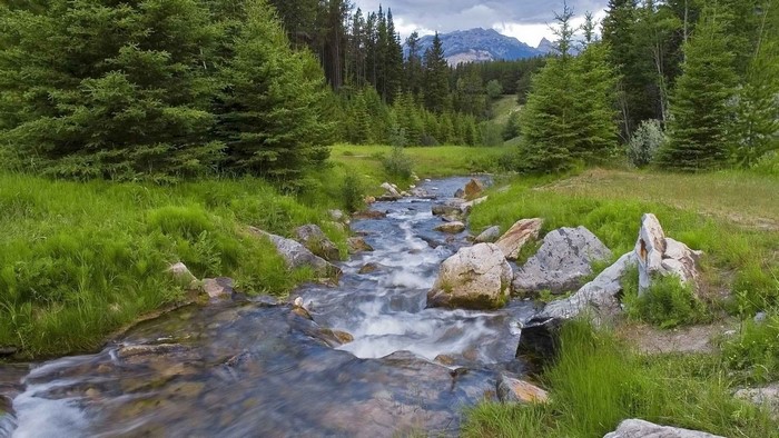Forest stream with mountains in the background