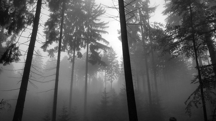 Monochrome forest with fog