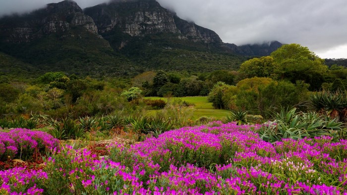 Kirstenbosch Gardens Scenery with Mountains